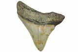 Serrated, Fossil Megalodon Tooth - North Carolina #295242-1